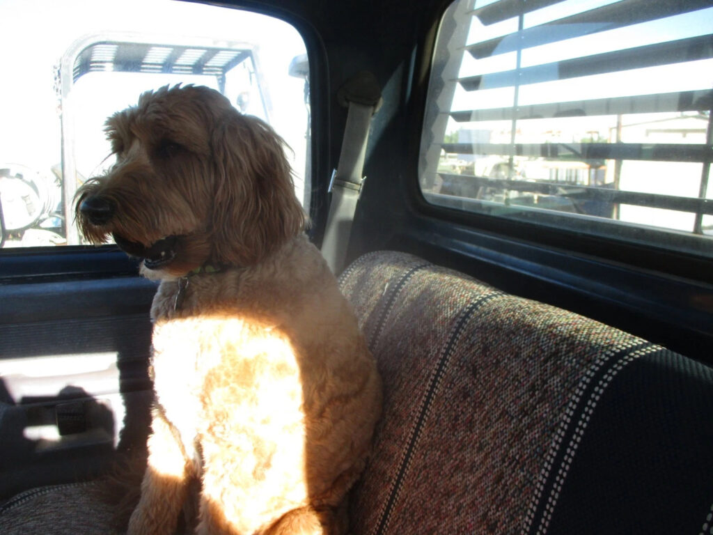 1989 1st Gen Dodge D250 3/4-Ton Pickup Truck, Ex- USAF Air Force, Runs Good, V8